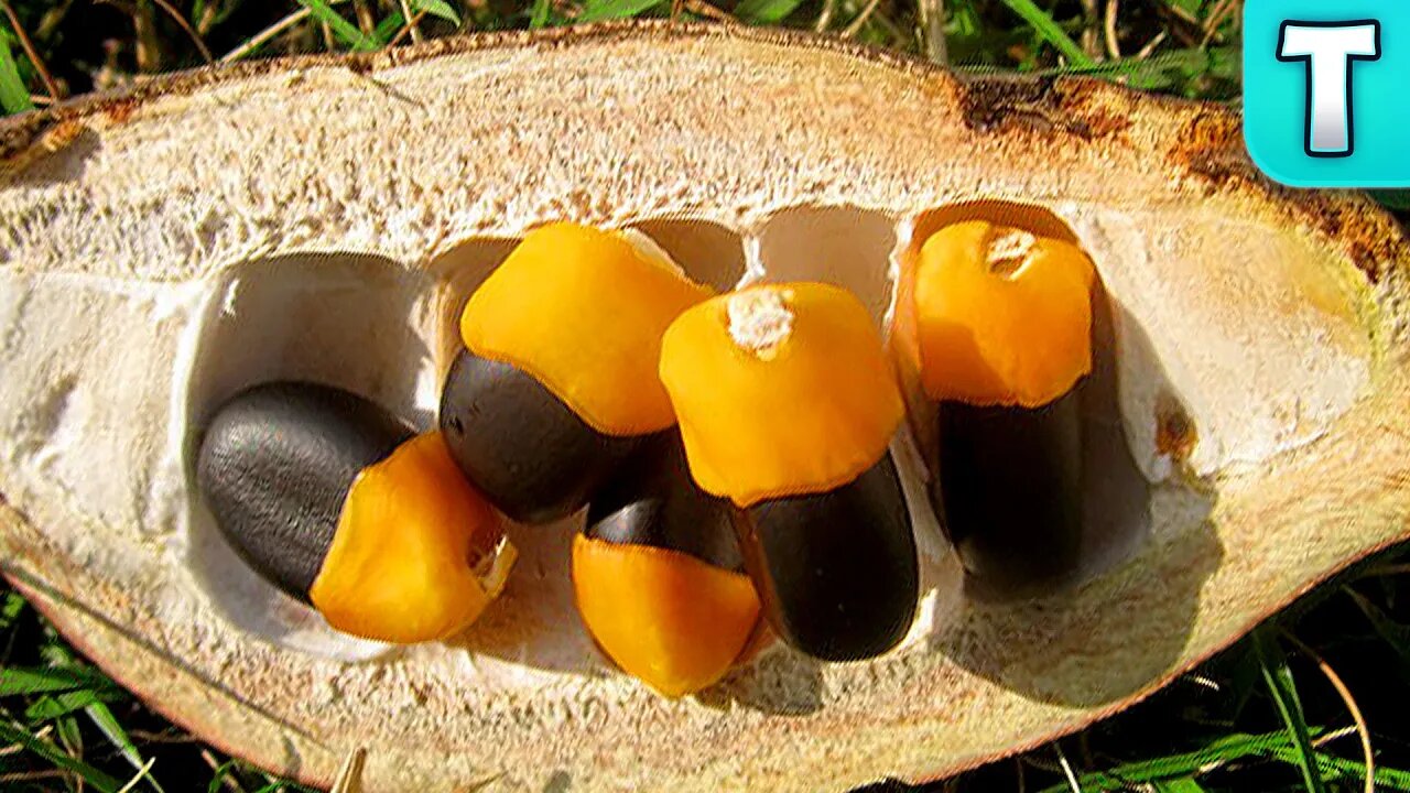 Lucky Bean | Fruits You've Never Heard Of | (Afzelia africana)