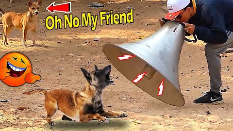 Big Horn Prank Sleeping Dog Must Watch Funny Dog