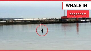 Humpback spotted in the River Thames