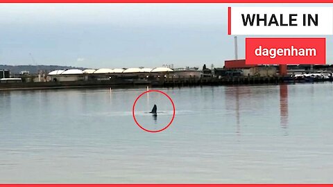 Humpback spotted in the River Thames