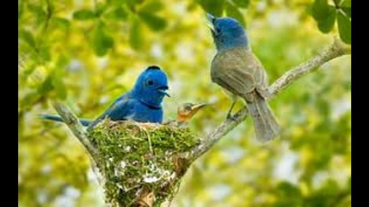 WILD LIFE BIRD IN JUNGLE MAKING NEST