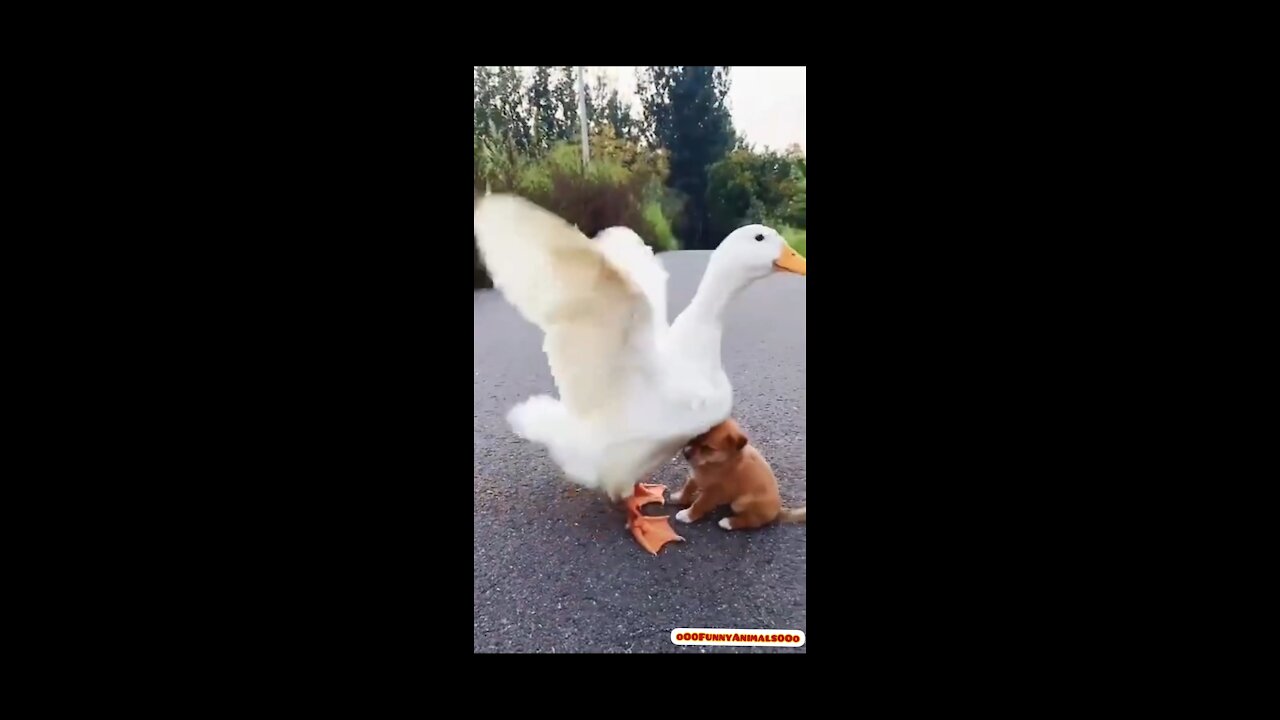 Kind relationship between playful puppy and duck