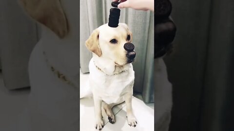 Dog funny videos , cute dog #shorts #dogfunnyvideos @GKM Creation