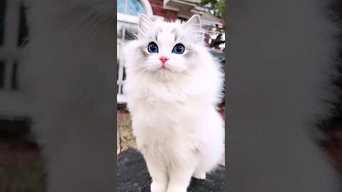 SO CUTE CAT || 😽🥰 - 45* beautiful beautiful eyes || #shortsfeed #cat #youtubepets