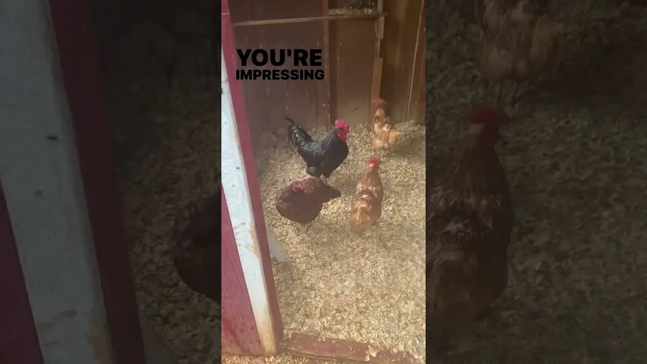 What the flock...