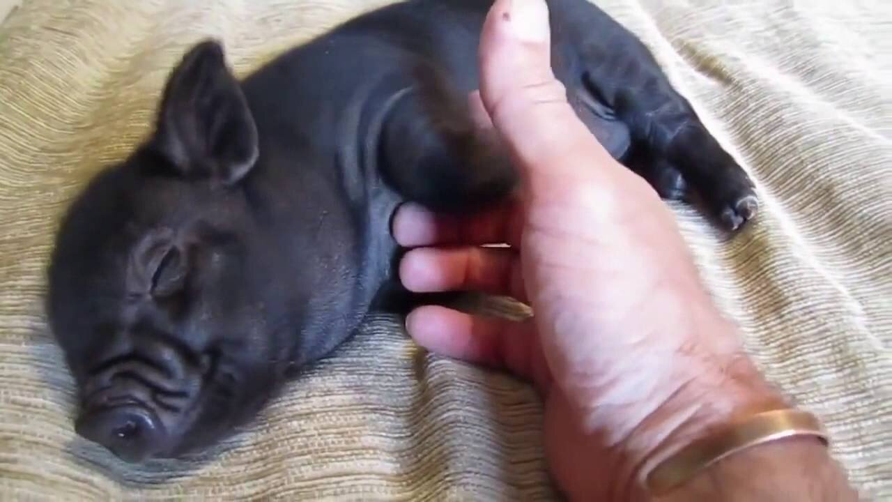 Funny Black Pig