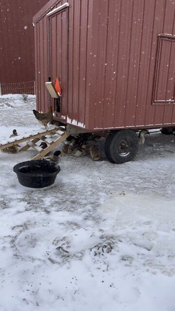 Silver Appleyard Ducks Enjoying The Weather