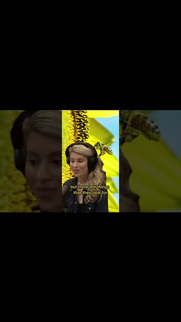 How do bees select the new hive? Erika Thompson & Joe Rogan