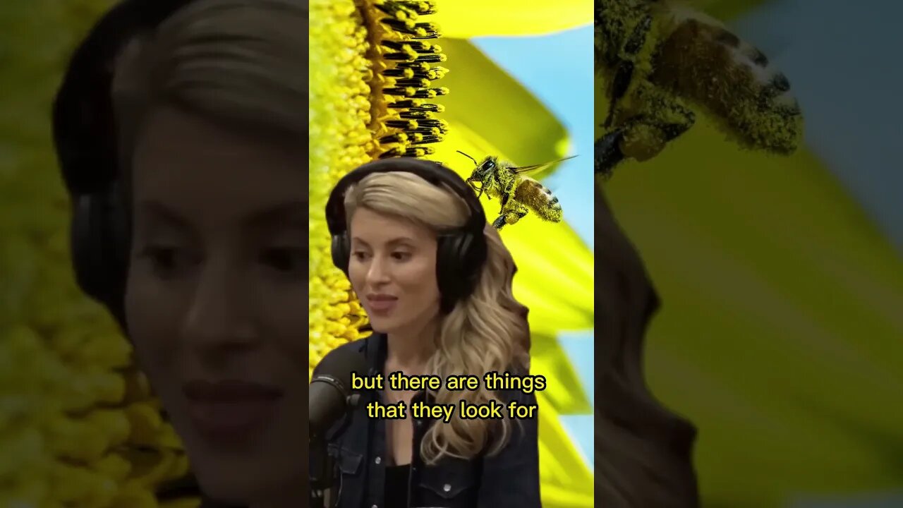 How do bees select the new hive? Erika Thompson & Joe Rogan
