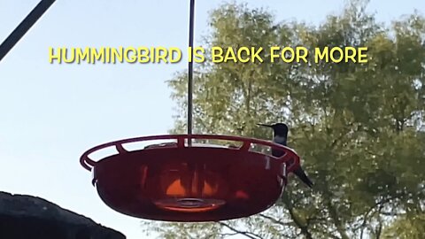 Hummingbird Is Back For More