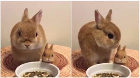 Un lapin prend son repas à côté de son "mini-moi"!