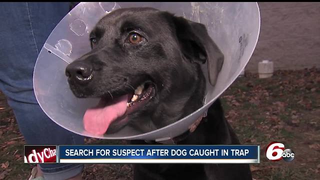 Officials looking for person responsible after dog caught in coyote trap in Hancock County