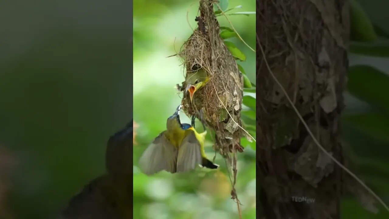 Bird love #shorts #birds