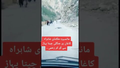 tiger fell off from mountain ⛰️ #shorts