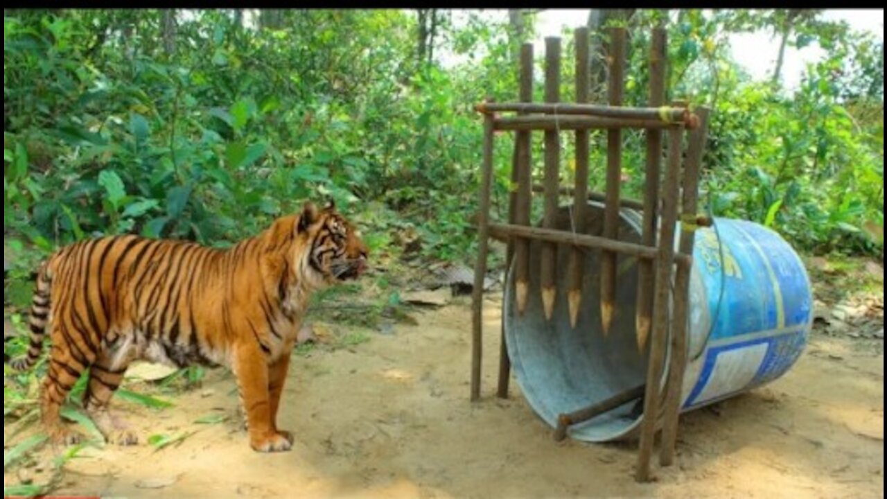 Tiger Trap Made Of Plastic Container And Wood - Traditional Tiger Trap Work 100 tagir training