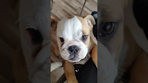 The sound Ollie makes when he gets nothing ;-)