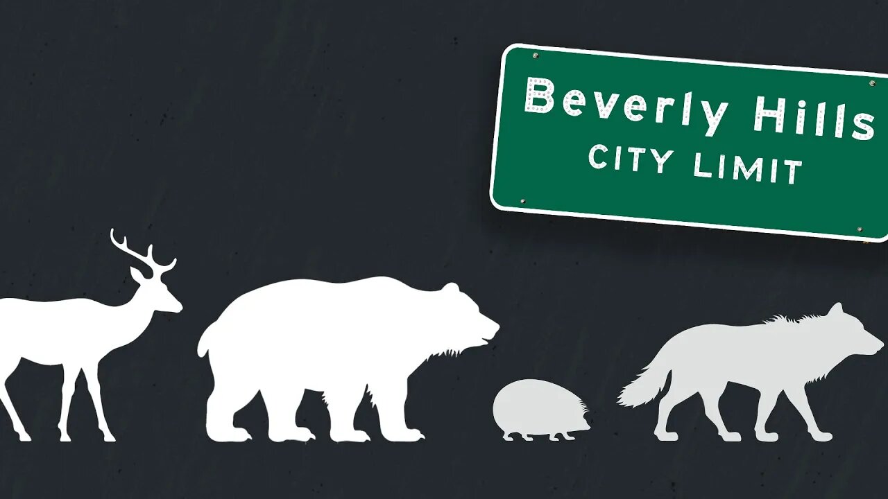 Wild Animals Are Part of the Systemic Racism?