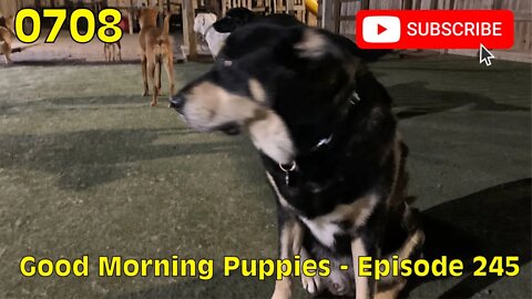 [0708] GOOD MORNING PUPPIES - EPISODE 245 [#dogs #doggos #doggies #puppies #dogdaycare]