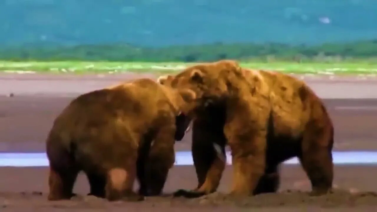 30 Times Animals Messed With The Wrong Opponent !71 7