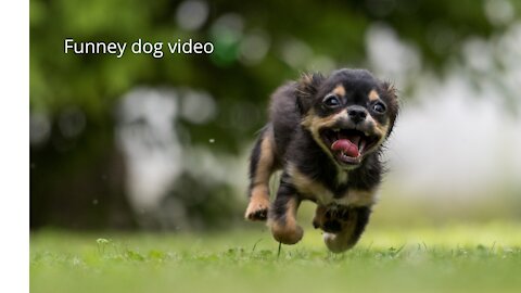 Funniest -- Dogs and -- Cats - Awesome Funny Pet Animals Life Videos