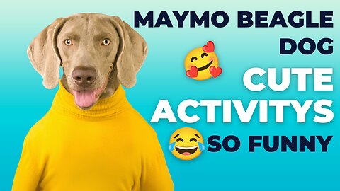 Maymo is a seriously funny lemon beagle dog made famous by his extremely cute and derpy activities