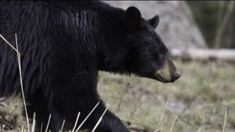 Dog trapped by bear and its cubs