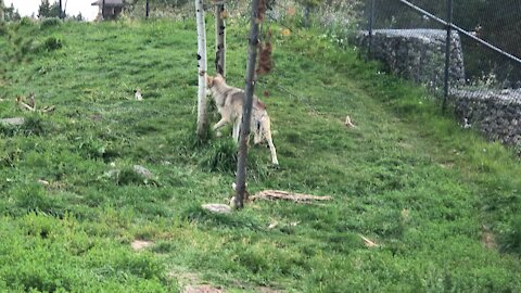 Wolf of West Yellowstone