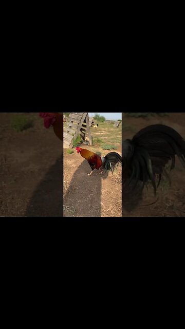 Yellows @ LivingWaterFarms247