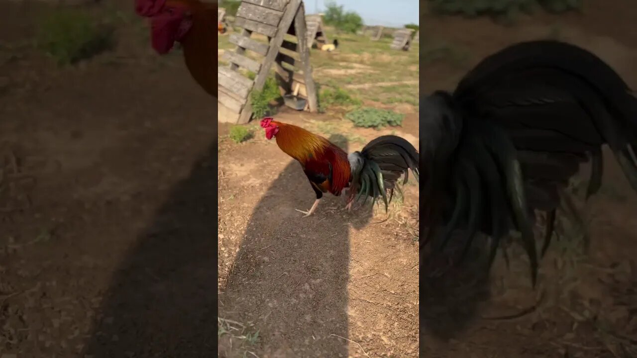 Yellows @ LivingWaterFarms247