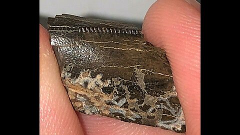 Tyrannosaurus Rex Tooth Fragment Hell Creek Formation Fossil