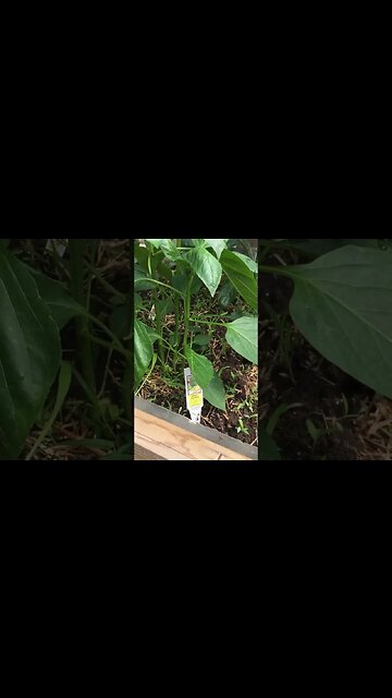 Veggie-ventures: My Epic Vegetable Garden Journey—#shorts #garden #plants