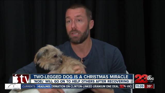 Two-Legged Dog Is A Christmas Miracle