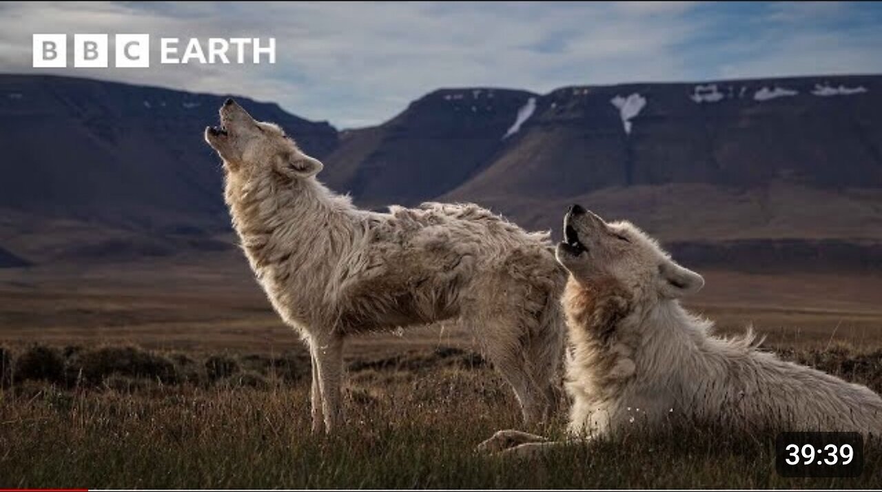 Top 10 Wolf Moments | BBC Earth