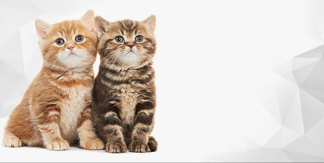 Cute Cat's Life 🧡💜🐈