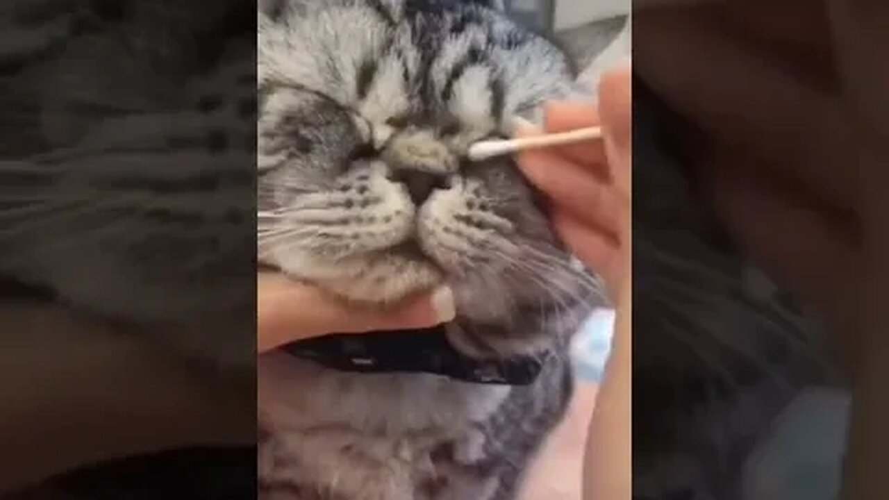 PLAYING CAT VIDEO MEAWWW