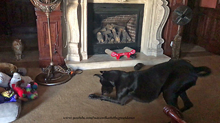 Amused cat watches Great Dane perform zoomies