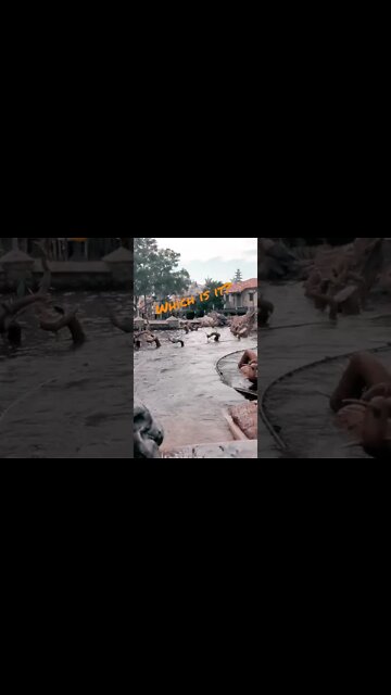 I really Don't Know, Is It Brier Frog Or Brier Toad?