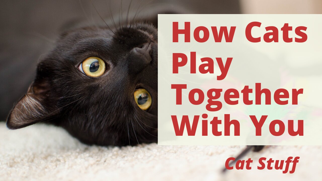 5 How Cats Play Together And How Cats Play With Humans: Learning Cats Behavior & Cat Tips and Hacks.