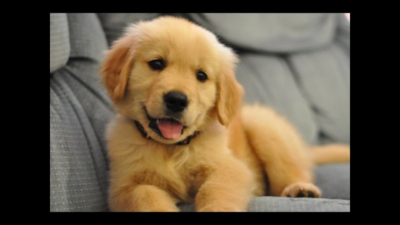 Golden Retriever Puppies Cute and Funny Video New 2021