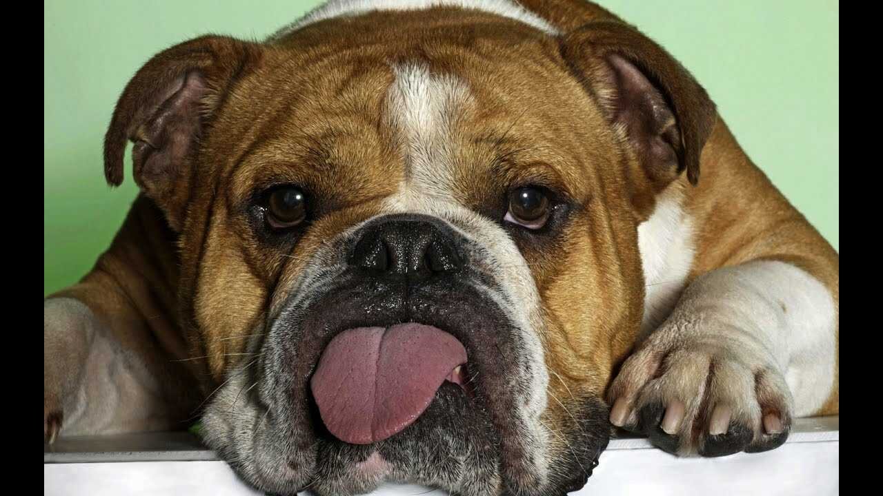 Bulldog Inglés gracioso. Los vídeos más divertidos de perros