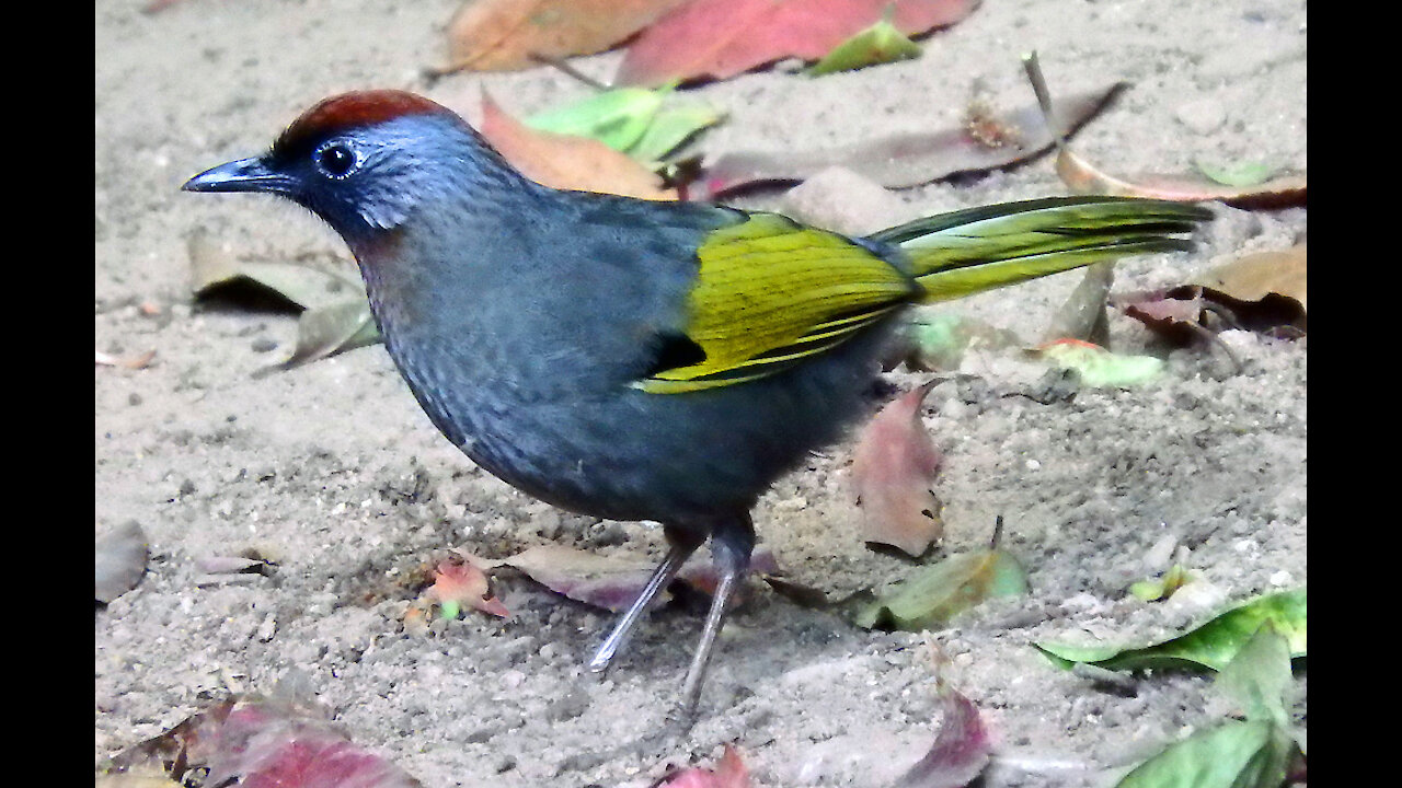 Silver-eared (chestnut-crowned) Laughingthrush bird video