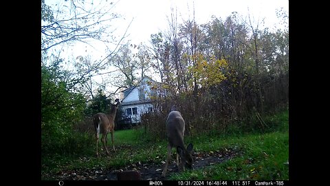 Deer Cam 10-31-2024