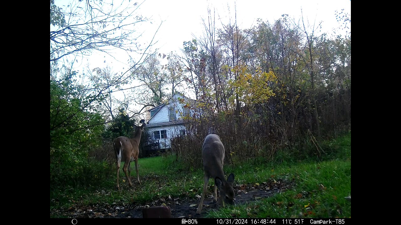 Deer Cam 10-31-2024