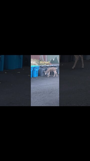 Deer in The City!! #nature #animals #deer #nativeamericanflute