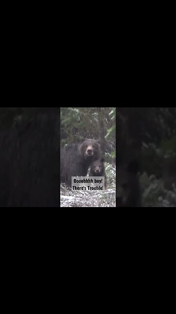 ooohhhh boy! There's Trouble! #bear #grizzlybear #grizzlies #shortsvideo #shortsfeed #trouble