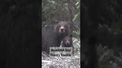 ooohhhh boy! There's Trouble! #bear #grizzlybear #grizzlies #shortsvideo #shortsfeed #trouble