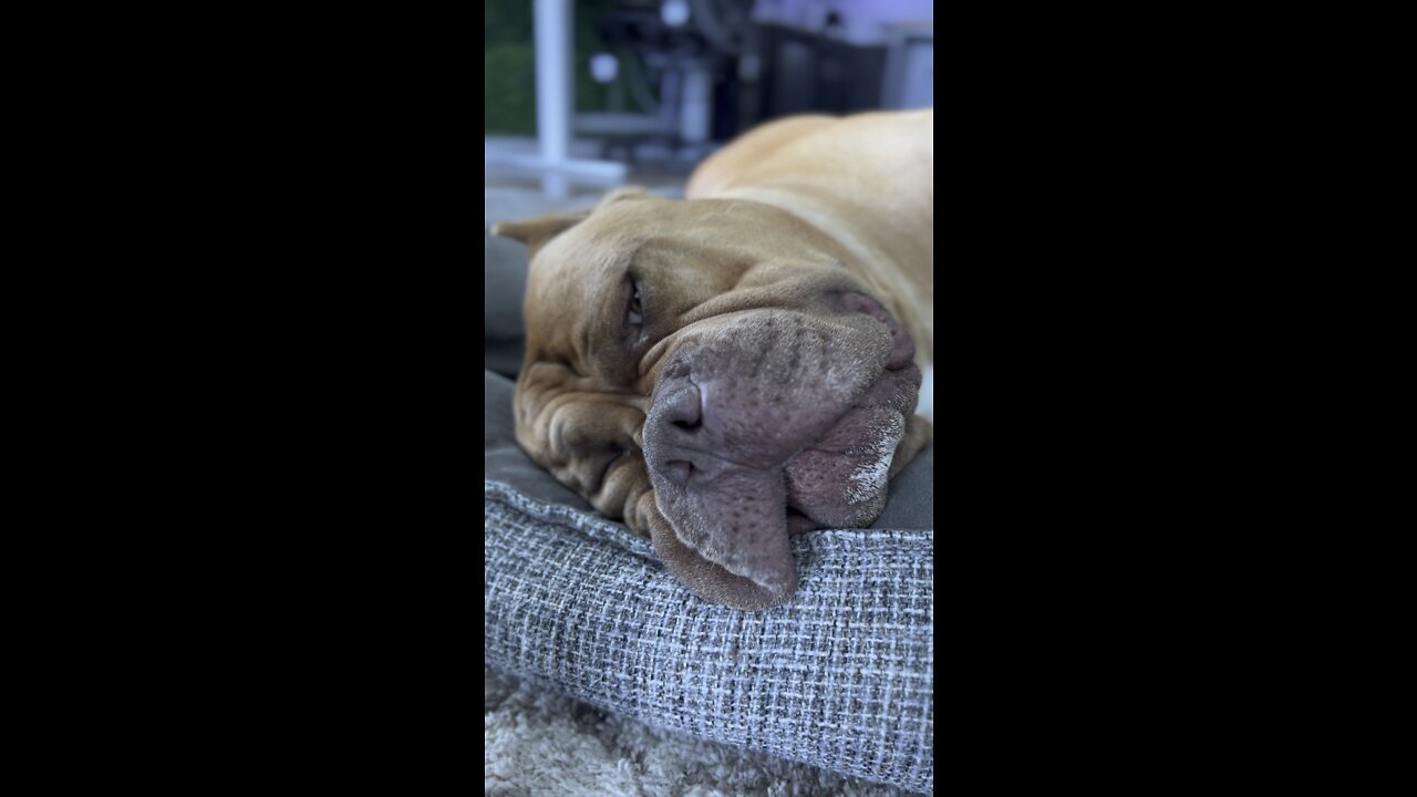 GIANT Pit Bull cuddles the couch during his nap 🦁💤🥰