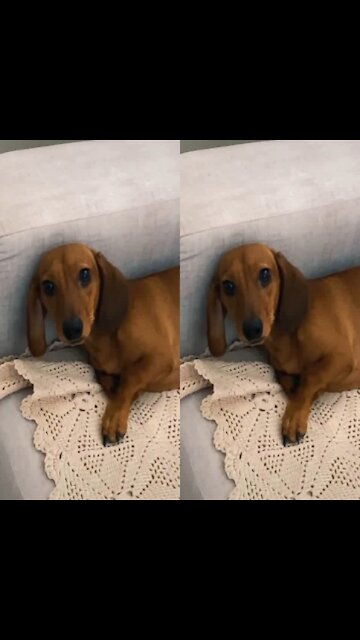 Just smile with this dog