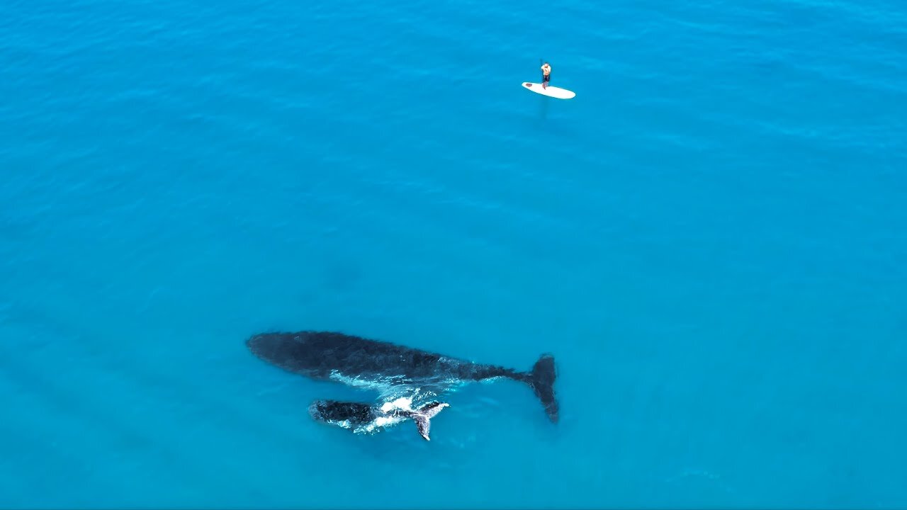 Most Amazing Nature Encounters - Camping With My Paddle Board