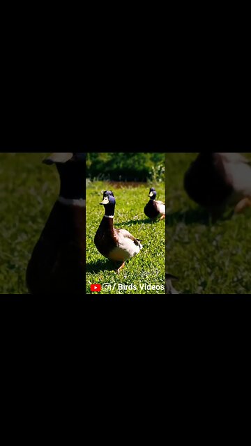 Relaxing Nature Video